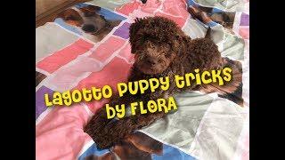 Lagotto Romagnolo puppy tricks/trikovi