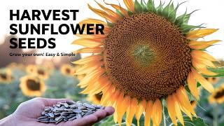 How to Harvest Sunflower Seeds for Planting: Surprising Truth About Sunflower Seeds Nobody Tells You