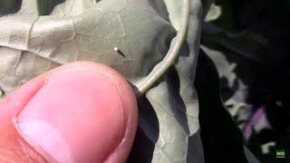 Where Cabbage Worms Come From and How I Combat the Cabbage White Butterfly.