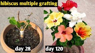 Grafting Technique To Get Multiple Colour Flowers In A Single Hibiscus Plant | Hibiscus Grafting