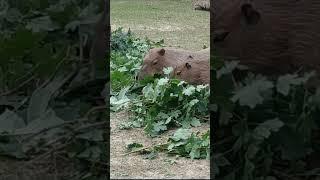 The Largest Rodent In The World!! #Shorts #Rodents #Animals