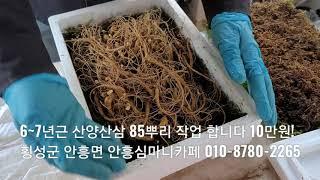 6~7년근 산양삼 85뿌리 10만원