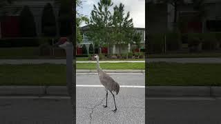 Bird on the streets of the city #usa/ funny birds video