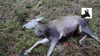 Last stag of the season - Ostatni byk sezonu - Hirschjagd - Chasse au Cerf