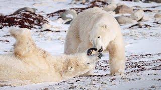 Polar Bears Sparring - Churchill Manitoba - Sony FX6 Short Film