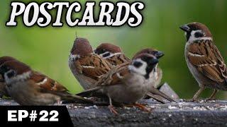 Wild Birds | Episode 22 | Lehren Lifestyle