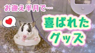 Recommended items to put in your hamster's cage to keep him entertained