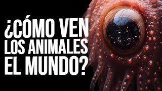 Animales Con Una Visión Inusual