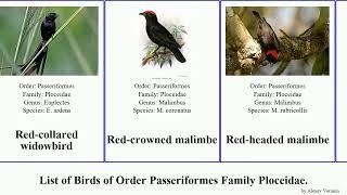 Birds of Order Passeriformes Family Ploceidae weaver bishop malimbe widowbird masked