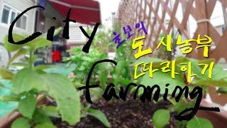 Farming 초보 도시농부 텃밭 만들기 2