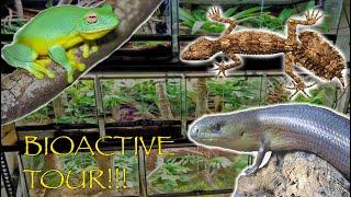 Bioactive Enclosure Tour! RARE Geckos, Skinks & Frogs!!