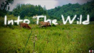 INTO THE WILD - A CINEMATIC VIDEO || AWESOME ASSAM || MOBILE CINEMATICS #forest #nature #cinematics