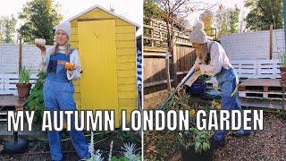 MY TINY LONDON GARDEN / ALLOTMENT GARDENING UK