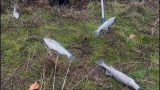 12/23/24 Update at Napa River for striped bass.