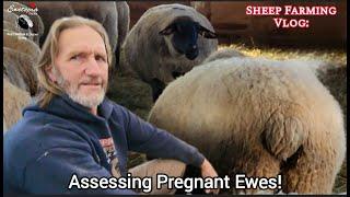 Assessing Pregnant Ewes: Key Signs, Problems, and Why We Wait to Breed Ewe Lambs