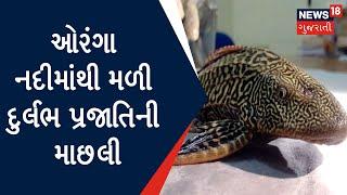 Valsad News : ઓરંગા નદીમાંથી મળી દુર્લભ પ્રજાતિની માછલી | Gujarat News | News18 Gujarati