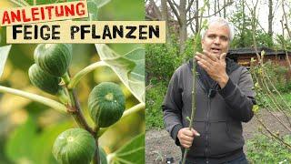 Eine Feige pflanzen - der richtige Standort, Sorte und einpflanzen von Feigenbäumen im Garten