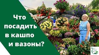 Чем заменить петунию? Девять супер эффектных и красивых цветов для кашпо и вазонов!!!!