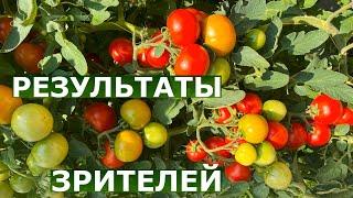 Устойчивые к болезням томаты не болеют в ОГ без обработок  Кримсон Краш, Сливка, Коктейль F2