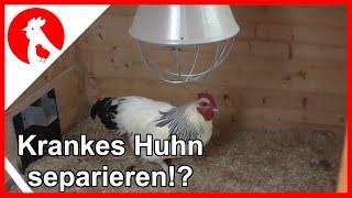 017 Krankes Huhn separieren - Jensman and the Huhns