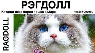 РЭГДОЛЛ. ВСЕ ПОРОДЫ КОШЕК МИРА. RAGDOLL.