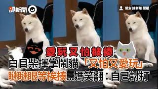 柴犬揮掌鬧貓咪「又怕又愛玩」　瞇瞇眼怕挨揍...媽笑翻：自己討打｜寵物｜動物｜狗狗