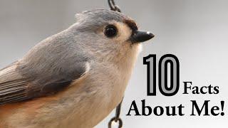 10 Amazing Facts About Tufted Titmouses