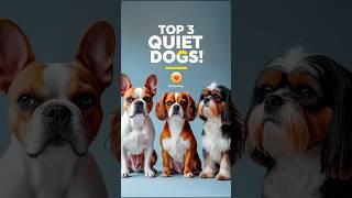 Top 3 Quiet SmallDog Breeds That Don’t Bark Much | Best Pets for Apartments! #smartpaws #petsvlog