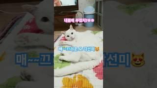 길러봐야 알 수 있는 고양이매력 #고양이 #기안84 #장점 #귀여운고양이