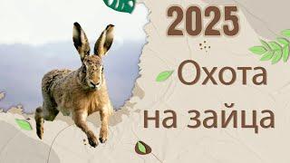 ОХОТА НА ЗАЙЦА 2025