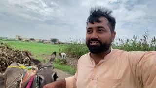 After Rain ️ Work So Hard | Barsh To Baad Pthay Wadiny Bohat E Mushkil Kaam a |Village Vlog