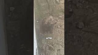 Strong and optimistic puppy #animals #shortvideo #animallife #dog #pets