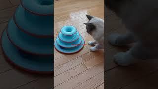 The Best Cat Toys In 2022