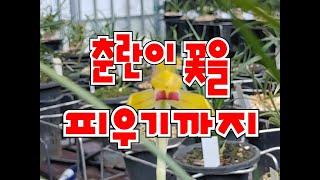 춘란 꽃을 피우기까지 # 화아분화 # 조기차광 # 저온처리 # 화통제거