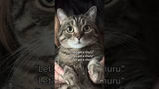 Y'all hear that too? #shorts #cat #funny