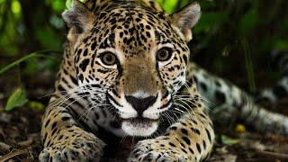 The 30 Most Incredible and Beautiful AMAZON Animals