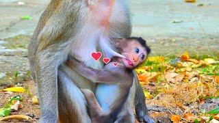 Most incredible ! Monkey baby Miles rush to suck sweetly milk as much as possible