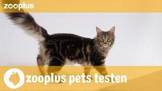 Nala & Simba | zooplus pets testen: Royal Canin Kitten