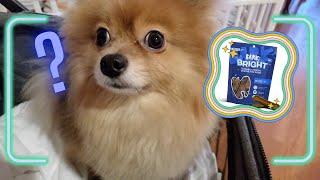 Little Dog Reviews 'Bark' Dental Chews 