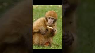 Fact About Monkey.#shorts #facts