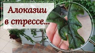 Алоказии в стрессе. Мини- эксперимент!