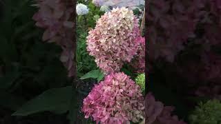 Би Грин ( Bee Green) 10.09.2024 #гортензия #цветы #сад #растения
