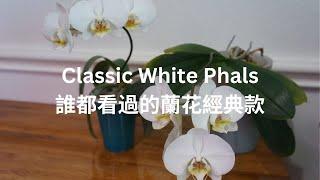 [EN SUB/中文字幕] Comparing Two Classic White Phalaenopsis Orchids | Orchid Care Tips