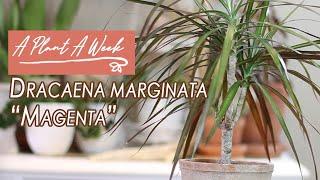 Dracaena marginata "Magenta" Care | A Plant A Week