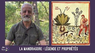 La mandragore : légende et propriétés