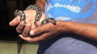 catching python cubs in the garden /snake catchers. #SL WILD TV