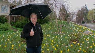 Golden Valley Man Plants 2,500 Daffodils In Front Yard