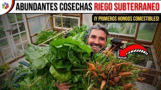  ¡Primeras cosechas! MACETAS con RIEGO SUBTERRÁNEO y producción de HONGOS COMESTIBLES en casa 