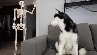 Husky Pranked By Skeleton!