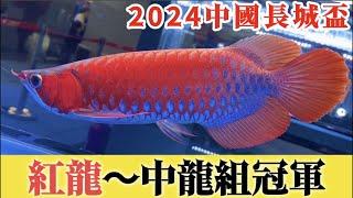 【招財魚】2024中國長城盃 - 紅龍～中龍組冠軍